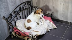 Ve Studenvsi u Slaného spí psí hosté v kovaných psích postýlkách. 