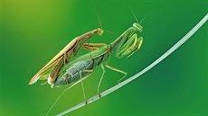 Samička kudlanky nábožné samečkovi během páření často ukousne hlavu. Evolučním... Samička kudlanky nábožné samečkovi během páření často ukousne hlavu. Evolučním...