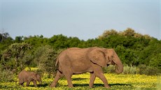 Sloni z botswanské rezervace Mashatu si uívají jaro. (22. února 2019)
