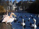 Skupina pelikn v londnskm St James parku (na snmku z ledna 2019). Krom...