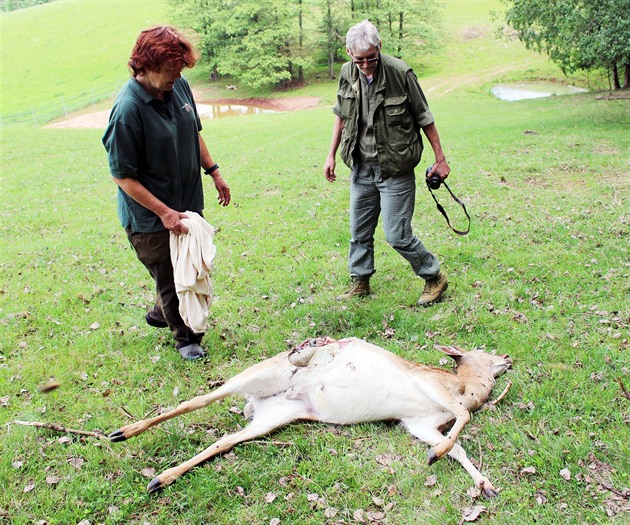 Z devatenáctihlavého stáda v Bernarticích na Trutnovsku vlci zakousli deset...