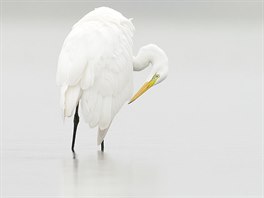 Volavka bílá, nominace na cenu v kategorii Ptáci