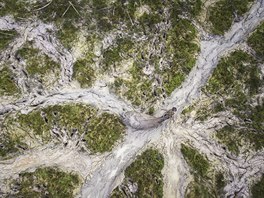 Stezka vodních buvol, vítz kategorie Savci (voln ijící), snímek z dronu