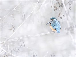 "Ledáek", nominace na cenu v kategorii Nejlepí fotografie eské pírody (na...