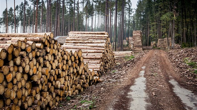 V roce 2018 sttn Lesy R vytily skoro 11 milion metr krychlovch deva, z toho pes 6 milion bylo napadeno krovcem.