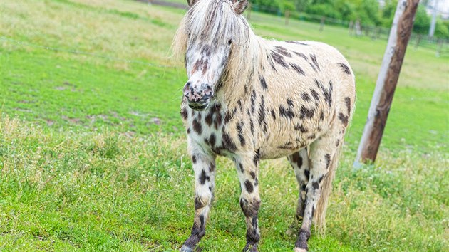 Minizoo na okraji Starého Města