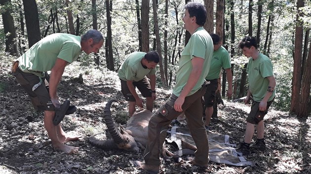 Pracovnkm olomouck zoologick zahrady se po tm tech mscch podailo odchytit poslednho ze t kozoroc kavkazskch, kte uprchli v beznu z vbh poniench stromy pi vichici.