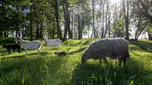 Vedouc archeoparku Villa Nova v Uhnov pod Detnou Bohumr Dragoun chov v pravk vesnice ovce a kozy.