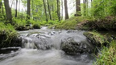 Jankovský potok, jediné místo na Vysočině, kde ještě žije perlorodka říční,... Jankovský potok, jediné místo na Vysočině, kde ještě žije perlorodka říční,...