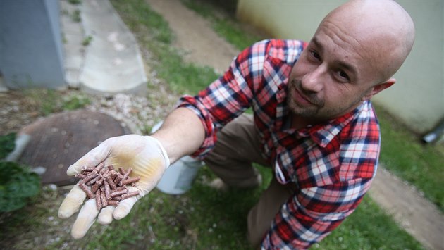 Samičky potkana při porodu přivedou na svět okolo deseti mláďat, březí jsou... Samičky potkana při porodu přivedou na svět okolo deseti mláďat, březí jsou...