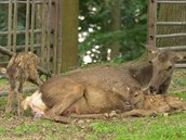 V ostravské zoo se narodila dvojčata největšího jelena světa V ostravské zoo se narodila dvojčata největšího jelena světa