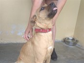 Policisté pátrají po majiteli feny, pravděpodobně kříženky stafordšírského... Policisté pátrají po majiteli feny, pravděpodobně kříženky stafordšírského...