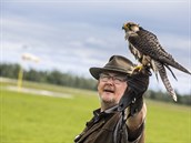 V době senosečí se sokolník Karel Nejman vrací na letiště v Hradci Králové... V době senosečí se sokolník Karel Nejman vrací na letiště v Hradci Králové...