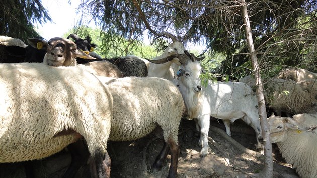 Martin Jurnost vysoko v kopcch kolem rodnho Jablunkova pase ovce.