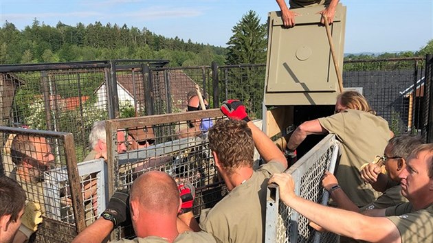 V ter 18. ervna brzy rno zaalo v Dolnm Dobejov nakldn klisen, kter se odpoledne vydaj letounem CASA z letit v praskch Kbelch do Mongolska. Policejn doprovod byl jistota, e cesta klisen na letit v praskch Kbelch probhne hladce. (Nvrat divokch kon 2019, 18. 6. 2019)