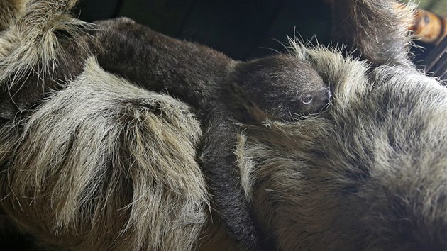 Mláděti lenochoda, který se v jihlavské zoologické zahradě narodil na konci dubna, je právě šest týdnů. Konečně se ukazuje chovatelům i návštěvníkům. Zatím je po většinu času pevně zavěšen na mámu.