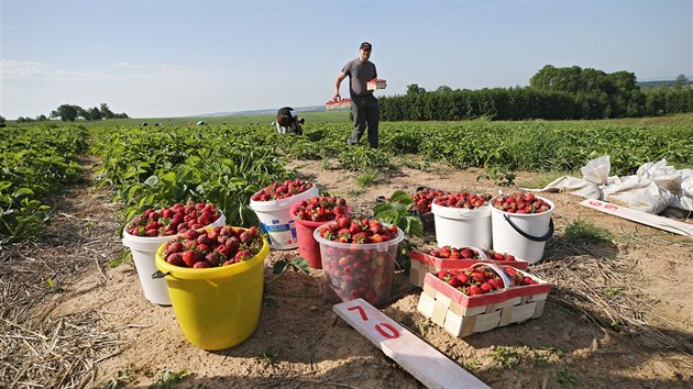 Kdy antrkovi zaali v esk Bl s pstovnm jahod, mnoz mstn si klepali na elo. Te jsou rdi, e tu takov plante maj. Z pl hektaru se bhem estncti let jejich vmra rozrostla na hektar est.