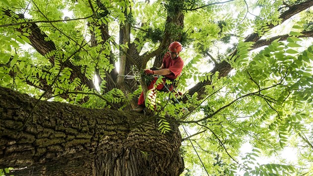 Oek v Kvasicch, ktermu ped dvma lety lid v internetov anket udlili titul Strom roku, oetili arborist z Plzn.