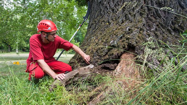 Oek v Kvasicch, ktermu ped dvma lety lid v internetov anket udlili titul Strom roku, oetili arborist z Plzn.