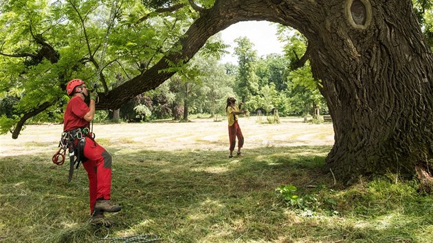 Oek v Kvasicch, ktermu ped dvma lety lid v internetov anket udlili titul Strom roku, oetili arborist z Plzn.