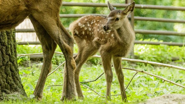 Mld wapiti sibiskho.