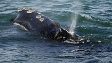 Velryba erná u pobeí Massachusetts (28. bezna 2018)