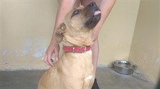 Policisté pátrají po majiteli feny, pravděpodobně kříženky stafordšírského... Policisté pátrají po majiteli feny, pravděpodobně kříženky stafordšírského...