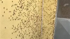 Sardinii zaplavily miliony kobylek, sežraly tuny úrody těsně před sklizní. Sardinii zaplavily miliony kobylek, sežraly tuny úrody těsně před sklizní.