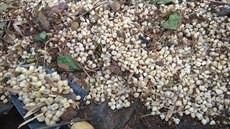 Majitelé nasbírali podle svého vyjádření deset kbelíků umělých zubů. Majitelé nasbírali podle svého vyjádření deset kbelíků umělých zubů.