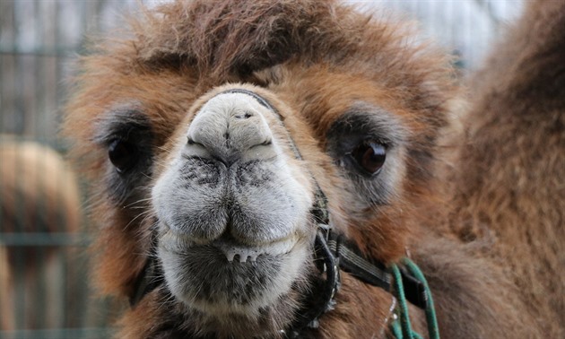 Plzeská zoo musela nechat utratit samici velblouda dvouhrbého Josefínu. Snímek...