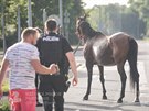 Strnci z Pardubic odchytvali v Ohrazenicch zatoulanho kon. (28. ervna...