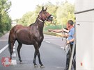 Strnci z Pardubic odchytvali v Ohrazenicch zatoulanho kon. (28. ervna...