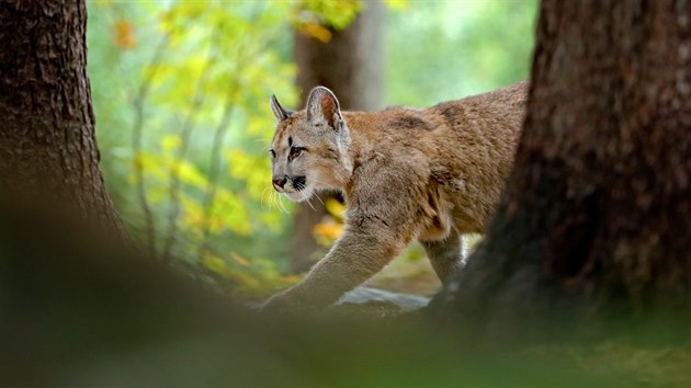 Puma americká Puma americká