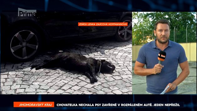 Chovatelka nechala psy v rozpáleném autě. Jeden z nich nepřežil Chovatelka nechala psy v rozpáleném autě. Jeden z nich nepřežil