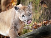Puma americká Puma americká