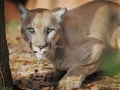 Puma americká je druhá největší kočkovitá šelma Ameriky. Může vážit i přes 100... Puma americká je druhá největší kočkovitá šelma Ameriky. Může vážit i přes 100...