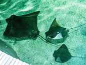 Mládě siby ománské ještě neodchovala žádná evropská zoo, úspěch je to i v... Mládě siby ománské ještě neodchovala žádná evropská zoo, úspěch je to i v...