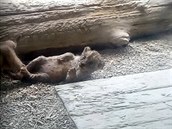 Narozená lvíčata ve výběhu liberecké zoo. Narozená lvíčata ve výběhu liberecké zoo.