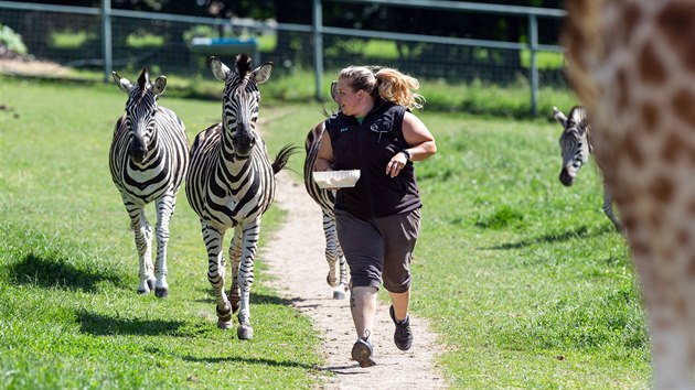 Olomouck zoo na Svatm Kopeku zskala z plzesk zahrady do svho stda zeber Chapmanovch estnctiletho chovnho samce Kayese (druh zleva).