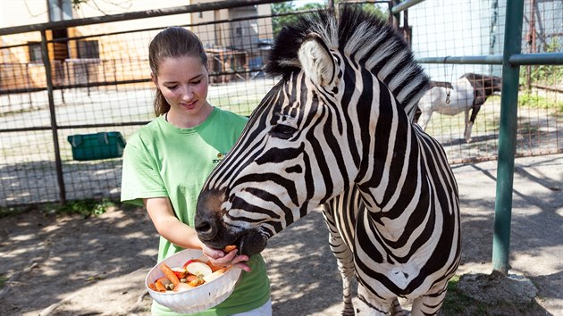 Olomouck zoo na Svatm Kopeku zskala z plzesk zahrady do svho stda zeber Chapmanovch estnctiletho chovnho samce Kayese.