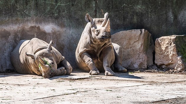 Pt nosoroc ernch se chyst ve Dvoe Krlov k pesunu do steenho nrodnho parku Akagera ve Rwand (20. 6. 2019).