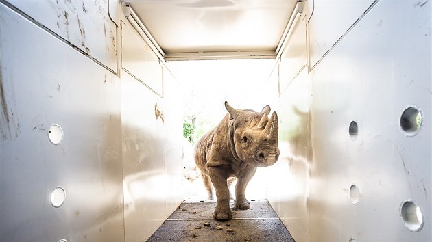 Oetovatel ve Dvoe Krlov trnuj s nosoroci, aby bez stresu vchzeli do transportnch beden. (20. ervna 2019)
