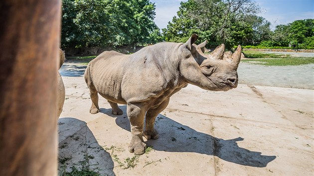 Pt nosoroc ernch se chyst ve Dvoe Krlov k pesunu do steenho nrodnho parku Akagera ve Rwand (20. 6. 2019).
