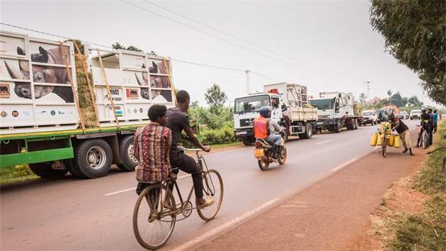 Nosoroci putovali na nkladnch autech z Kigali do nrodnho parku Akagera.