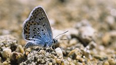 Modrásek obecný patří mezi kriticky ohrožené druhy. Modrásek obecný patří mezi kriticky ohrožené druhy.