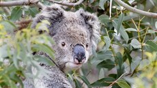 Koala medvídkovitý známý také pod nesprávným názvem jako medvídek koala vede...