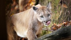 Puma americká Puma americká