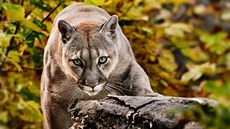 Puma americká Puma americká