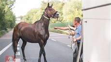 Strážníci z Pardubic odchytávali v Ohrazenicích zatoulaného koně. (28. června... Strážníci z Pardubic odchytávali v Ohrazenicích zatoulaného koně. (28. června...