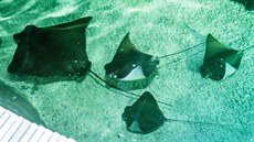 Mládě siby ománské ještě neodchovala žádná evropská zoo, úspěch je to i v... Mládě siby ománské ještě neodchovala žádná evropská zoo, úspěch je to i v...